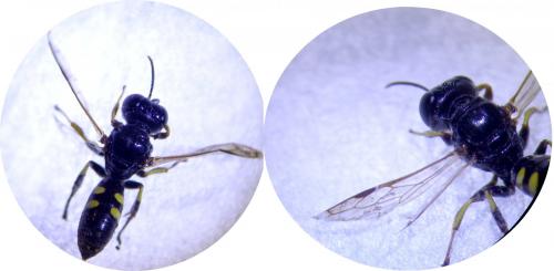 Crossocerus quadrimaculatus